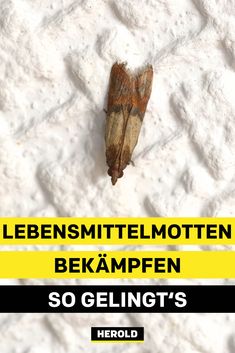 60+ Ameisen bekämpfen Ideen in 2020 | ameisen bekämpfen 60+ Ameisen bekämpfen Ideen in 2020 | ameisen bekämpfen