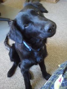 australian shepherd chocolate lab mix lab u0026 australian shepherd mix dogs make life better pinterest australian shepherd chocolate lab mix lab u0026 australian shepherd mix dogs make life better pinterest
