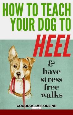 How To Train My Dog How To Train My Dog Not To Bark On Walks