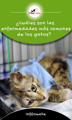 ¿Se puede usar aceite de oliva en los ojos infectados de un gatito?