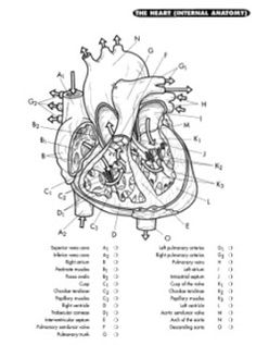 Human Skeletal System Worksheet Coloring page | Skeletal System ... Human Skeletal System Worksheet Coloring page | Skeletal System ...