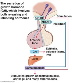 351 best Endocrine system images on Pinterest | Med school, Endocrine