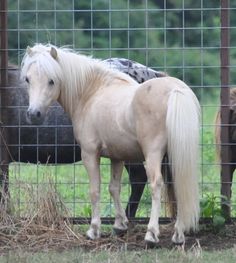 409 Best Mini Horse Sale Images In 2019 Horse Sales Mini Horses