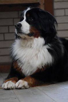 if i was a lady dog i d do him swole massive dogs pinterest