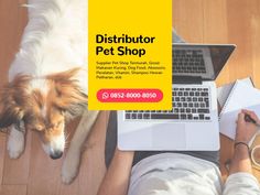 Supplier Pet Shop Distributorpetshop On Pinterest