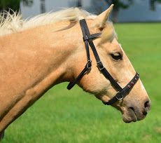 Black Cross Over Bitless with designer White /& Black Diamont On V browband.