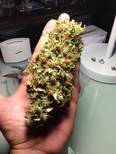 курение конопли давление курение конопли давление