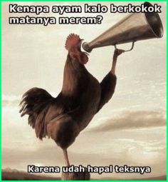 53+ Gambar Ayam Editan Lucu 53+ Gambar Ayam Editan Lucu