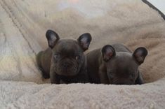 Ready Now Blue Wigan Greater Manchester Pets4homes Dogs