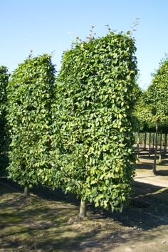 29 Best Hedge Trees Images Gardening Hedges Landscaping Pleached Trees Deciduous Hedges Evergreen Semi