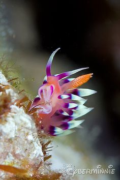 220 best splendid slugs
