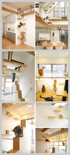 29 Best Home Decor For Cats Images On Pinterest Kitty Pet Feline Get Ready For Some Pie In The Sky Dreams Come True Cats House Designed By Anese Architecture Firm Fauna Design Is Dizzying