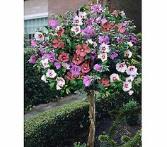 Propagate Rose Of Sharon Cuttings Plants And Growing Them Propagate Rose Of Sharon Cuttings Plants And Growing Them Pinterest Garden Propagation