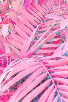 195 Best Pink Green Images In 2019 Backgrounds Background Pinterest Mσяgαи Wallpaper Iphone Neon Pink Backgrounds Pastel