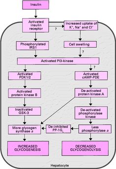 tj glycogen is the storage form of carbohydrate for virtually every main storage form of glucose