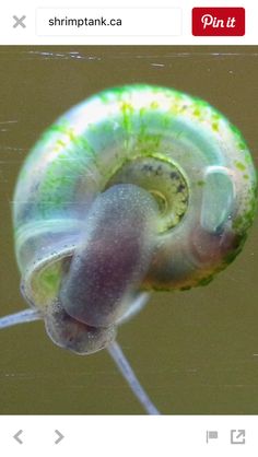 123 best ramshorn snails