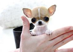 7 Puppy Ideas In 2021 Cute Puppies Cute Dogs Cute Animals