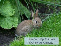 if you are wondering how to keep animals out of the garden here are a - Garden Ideas To Keep Animals Out if you are wondering how to keep animals out of the garden here are a - Garden Ideas To Keep Animals Out