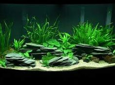 180 best aquarium ideas