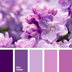 52 best lilac color