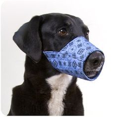 Muzzle To Get My Dog To Stop Chewing Muzzle To Get My Dog To Stop Chewing