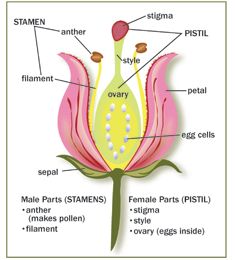 diagram of a dissected hibiscus flower showing sexual parts Black girls and asian guy