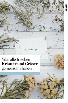 Heilkräuter zur Gewichtsreduktion zu usd