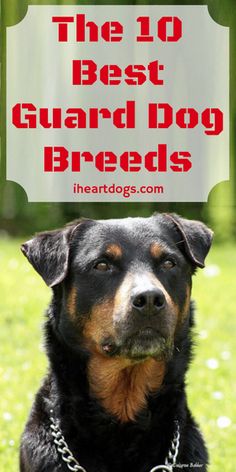 Http Iheartdogs Com The Most Stubborn Dog Breeds Http Iheartdogs Com The Most Stubborn Dog Breeds