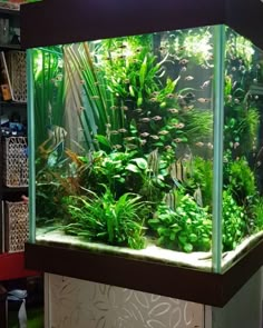 DIY fish tank decorations Themes Aquascaping, Fresh Water Decor Ideas, Small Aquascaping Homemade, Creative Aquascaping Cool Simple Ideas, Unique Aquascaping Home Made Living Room, Colorful fish tank Tropical, Rustic Aquascaping Cute Aquarium Goldfish, How To Make Cheap Aquascaping Aquarium Landscape, Planted Aquarium