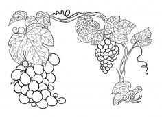 Grapes Coloring Page From Category Select 27260 Printable Crafts Of Cartoons Nature Animals Bible And Many More