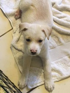 Adopt Pru On Labrador Retriever Puppies Labrador Retriever Mix