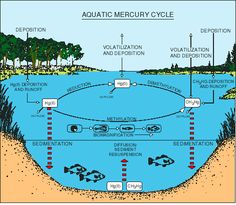 15 best aquatic ecosystem