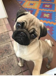 Adopt Mickey On Black Pug Puppies Pug Puppies Pug Puppies For Sale