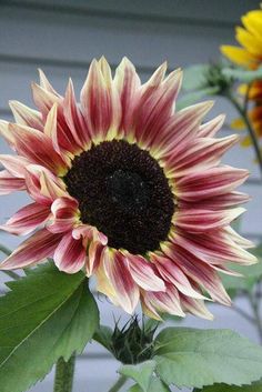 380 Sunflower Garden Ideas In 2021 Sunflower Sunflower Garden Sunflowers And Daisies