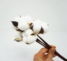 Mexican Cotton Upland Cotton, 8 Ball Dried Cotton Stem Gossypium Hirsutum