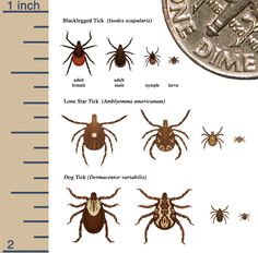 43 best ticks images lyme disease deer ticks health