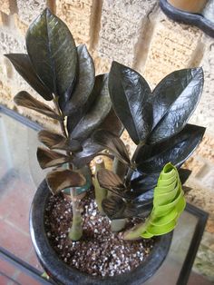 13 Rare Aroids Ideas Zz Plant Starter Plants House Plants 13 Rare Aroids Ideas Zz Plant Starter Plants House Plants