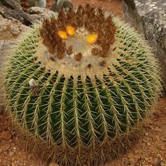20 Semillas De Cactus ESPOSTOA mezclado especies-anciano de los Andes