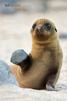 15 Idees De Tout Mignon Otarie Phoque Phoque Animaux Animaux Marins 15 Idees De Tout Mignon Otarie Phoque Phoque Animaux Animaux Marins