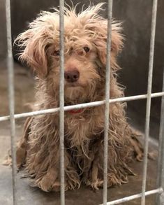 Pin On Dog Lovers Hub