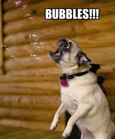 462 best funny pugs