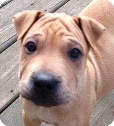 21 Best English Bulldog Shar Pei Mix Images Shar Pei Mix Shar