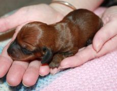Miniature Dachshund Facts Info Temperament Puppies Pictures