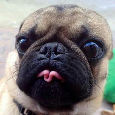 pug smells like corn chips when i smell i smell like corn chips when i smell bad i smell like a shrimp pug smells like corn chips when i smell i smell like corn chips when i smell bad i smell like a shrimp