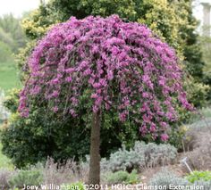 Kenss List Lavender Twist Weeping Redbud Cercis Canadensis Kenss List Lavender Twist Weeping Redbud Cercis Canadensis
