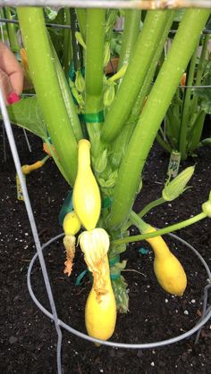 Growing Zucchini in Small Spaces By simply using an inverted (aka ... Growing Zucchini in Small Spaces By simply using an inverted (aka ...