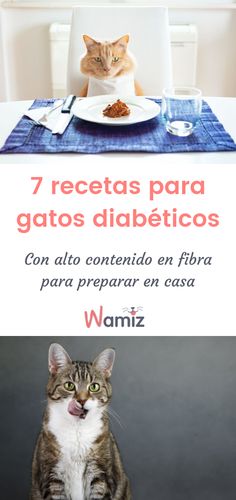 32 Ideas De Salud Gatos Gatos Felino Gato Enfermo