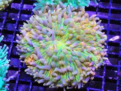 buy royal orchid fungia