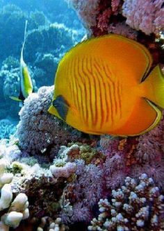 269 best ocean angelfish