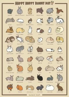 i need to get educated on rabbit breeds little bunnies rabbit breed chart